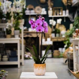 Orchid&eacute;e Rose Avec Son Cache Pot