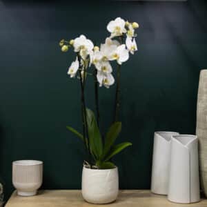 Orchid&eacute;e Blanche Et Son Cache Pot